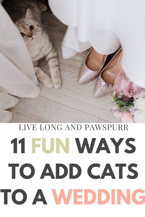 Fun Ways to Add Cats to Your Wedding #catswedding #cats #catideas #catcrafts #weddings #weddingideas Dog Life Hacks, Cat Questions, Late Summer Weddings, Cat Wedding, Pet Blog, Pet Advice, Funny Dog Memes, Cat Training, Cat Crafts