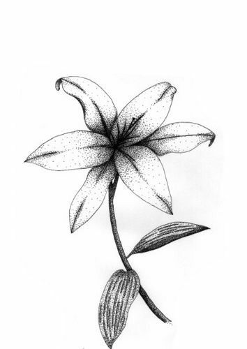 Stippling Drawing, Dotted Drawings, Ink Pen Art, Stippling Art, Nature Art Drawings, Flower Drawing Design, Tattoo Style Drawings, Beauty Art Drawings, Art Folder