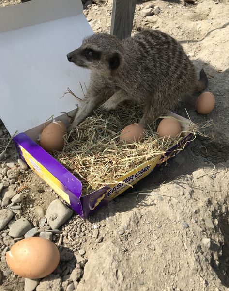 Meerkat Enrichment, Enrichment Projects, Whole Eggs, Zoo Animals, Small Pets, Mammals, Fur Babies, Animals