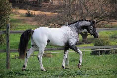 Unique Horses, Kathiyawadi Horse, Different Horse Breeds, Horse Markings, Horse Coat Colors, The Centaur, Pony Breeds, Horse Reference, Horse Photo