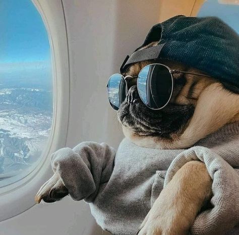 Doug The Pug, The Pug, Tag Someone Who, Tag Someone, Pug, Social Media, Pet, Celebrities, The World