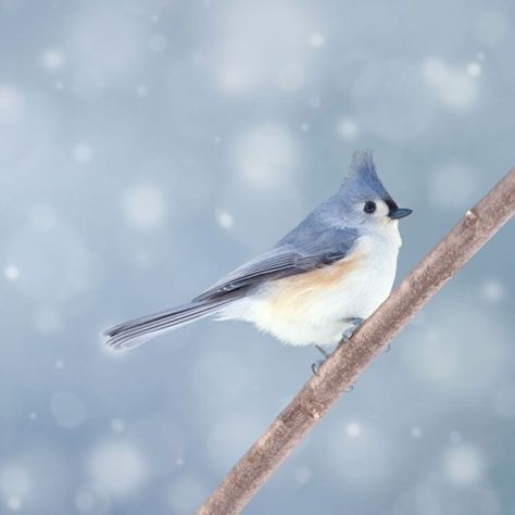 Tufted Titmouse, Woodland Animal Art, Winter Birds, Winter Cottage, Winter Bird, Winter Animals, Nursery Art Prints, Bird Photo, Bird Photography