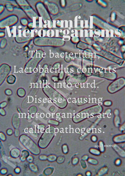 Microorganisms: Friend and Foe Class 8 Notes Science Chapter 2 – Merit Batch Class 8 Science Notes, Class 8 Notes, Notes Science, Ncert Books, Nitrogen Fixation, Nitrogen Cycle, Bacterial Diseases, Pasteurizing Milk, Science Notes