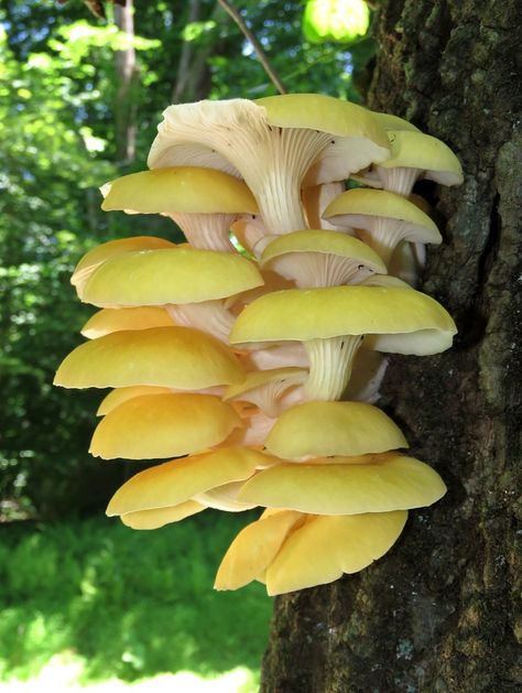 Golden Oyster Mushroom Golden Oyster Mushroom, Mushroom Photo, Mushroom Identification, Mushroom Growing, Oyster Mushroom, Oyster Mushrooms, Reference Images, Mother Nature, Maryland