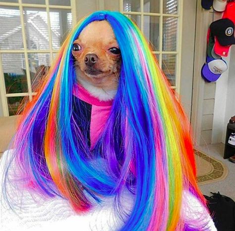 Now this one. Oh so stylish: | 16 Dogs In Wigs Dog With Wig, Pet Gadgets, Dog Costumes Funny, Dog Communication, Ugly Animals, Ugly Dogs, Diy Dog Costumes, Really Cute Puppies, Cute Chihuahua