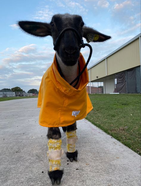 Lamb Showing, 4h Livestock, Goat Showing, Sheep Showing, Livestock Photography, Livestock Showing, Show Goats, Livestock Show, Animal Ideas