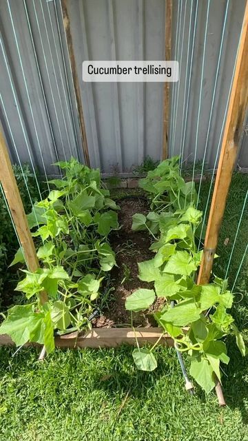 Sydney Backyard Veggies on Instagram: "Trellising my last planting of cucumbers for the season. These plants were sprawling onto the lawn so it was the right time to lift them off the ground to prevent mildew spreading through the crop. #trellis #cucumber #veggies #gardening #growyourown #backyardveggies #mypatch" Cucumbers And Onions In Vinegar, Cucumber Garden Trellis, Cucumber Kimchi Recipe, Cucumber Drinks, Cucumber Water Recipe, Trellis Gardening, Cucumber Snack, Cucumber Garden, Recipes Cucumber