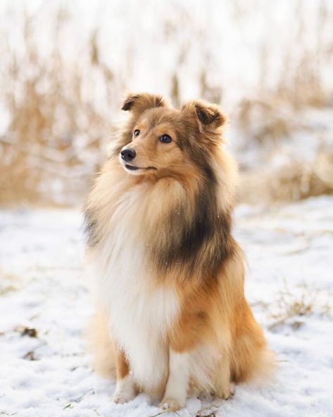 Sheltie Aesthetic, Sheep Dog Puppy, Dog Foto, Sheltie Puppy, Sheep Dogs, All Breeds Of Dogs, Sheltie Dogs, Shetland Sheep, Dog Photograph