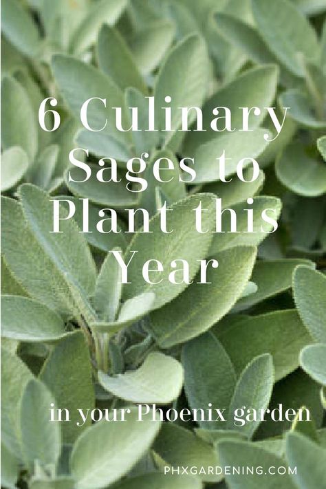 When and how to plant sage, 6 culinary sages you can grow in Phoenix and when to harvest sage. #phxgardening #herbs Grow Sage, Growing Sage, Zone 9b, Sage Plant, Salvia Officinalis, Pineapple Sage, When To Plant, Starting Seeds Indoors, Perennial Herbs