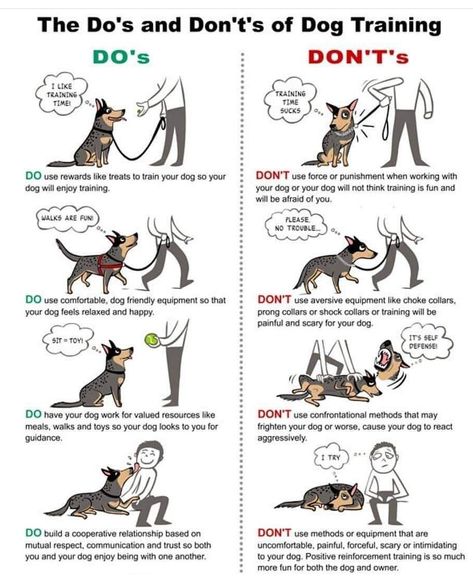 Dog Training Hand Signals, Train A Puppy, Positive Dog Training, Service Dog Training, Dog Training Treats, Newborn Kittens, Dog Training Advice, Dog Exercise, Brain Exercise