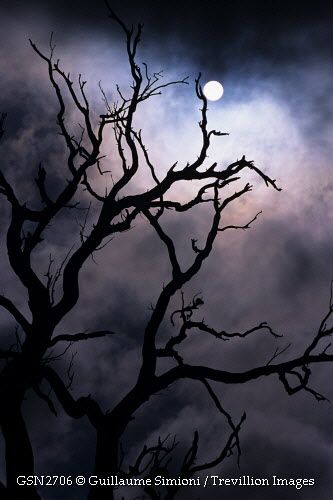 Trevillion Images - spooky-tree-at-night Spooky Landscape, Spooky Landscapes, Spooky Watercolor Paintings, How To Draw A Spooky Tree, Trees At Night, Spooky Tree, Trees At Night Painting, Spooky Trees For Halloween Art, Spooky Woods Art