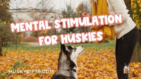 Learn about mental stimulation for huskies, enrichment activities, and how they are CRITICAL for their mental health and well-being. Husky Enrichment, Husky Activities, Husky Training, Enrichment Activities, A Husky, Brain Training, Brain, Husky, Train