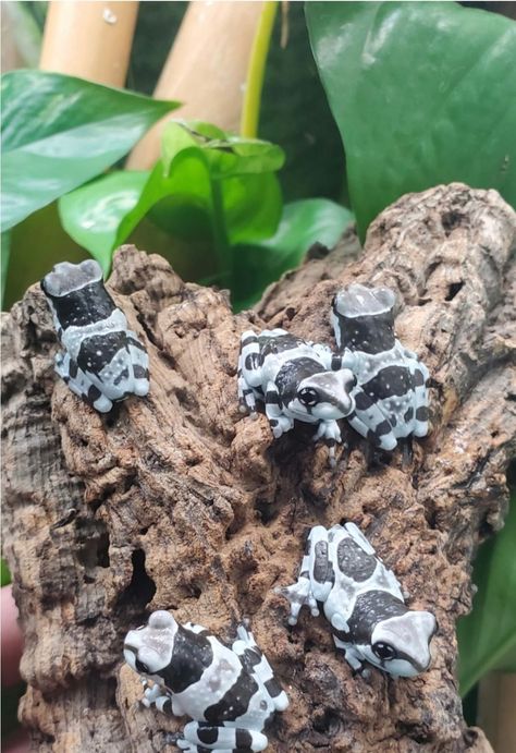 Amazon Milk Tree Frog, Milk Tree Frog, Milk Frog Terrarium, Amazon Milk Frog Terrarium, Pet Toad, Amazon Milk Frog, Cute Animal Character, Frog Hoodie, Frog Terrarium