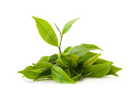 EGCG TEA as anti histamine..green tea leaf isolated on white background Dao Enzyme, Diamine Oxidase, Natural Antihistamine, Green Tea Leaf, Stop Acid Reflux, Tea Infusers, Fermented Tea, Tea Plant, Mast Cell