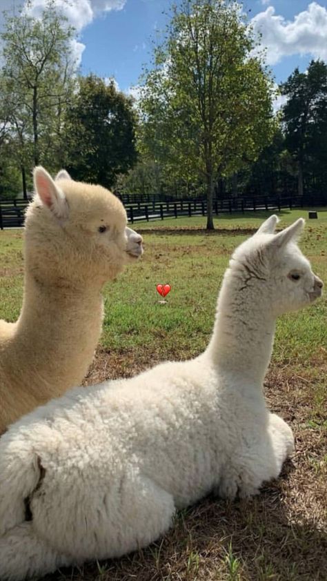 Cute Animal Pics, Alpaca Funny, Cute Animal Character, Cutee Animals, Cut Animals, Cute Alpaca, Animal Character, Cute Llama, Animal Portraits