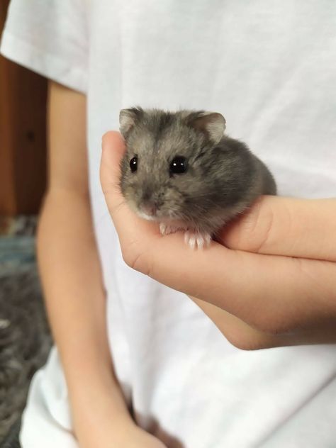 Pet Hamster Aesthetic, Hamster And Rabbit, Hamster Breeds, Winter White Hamster, White Syrian Hamster, Hamster With Big Eyes, Hamster Life, Baby Hamster, Hamster Care