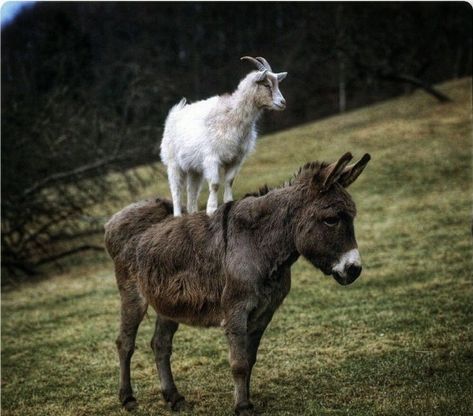 Regard Animal, Baby Donkey, Cute Donkey, Cute Goats, Animals Friendship, Indoor Garden Ideas, Donkeys, Cute Animal Photos, Cute Animal Pictures