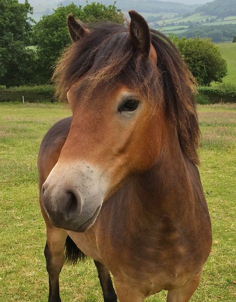 Ponies For Sale, Pony Breeds, Pony Rides, Horse Aesthetic, Pony Horse, Mini Horse, Horse Ranch, Miniature Horse, Horse Drawings