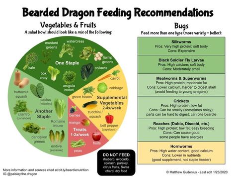 Bearded dragon salad 🥗 Updated what to feed your dragon chart based on healthy plate nutrition. Food items should be dusted with Calcium with D3 and reptile vitamins. Bearded Dragon Salad, Dragon Chart, Bearded Dragon Feeding, Bearded Dragon Food List, Bearded Dragon Terrarium Ideas, Dragon Food, Bearded Dragon Diy, Bearded Dragon Terrarium, Bearded Dragon Enclosure