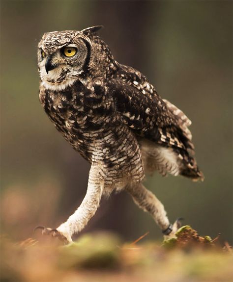 The Actual Length of Owl Legs Will Never Stop Being Funny Owl Meme, Owl Legs, Scary Owl, Owl Species, Burrowing Owl, Funny Owls, Animals Amazing, Animal Study, Run Faster