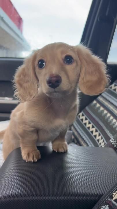 Princess Nellie on TikTok Long Hair Daushound, Mini Golden Daschund, Weiner Dog Puppies, Winnie Dogs, Puppy Mom, Harness Dog, Dog Mommy, Cute Dogs Images, Very Cute Puppies