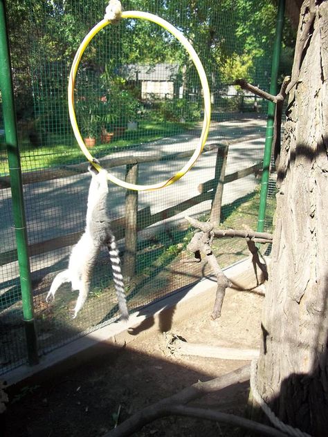 Julien (Zsüli) ring-tailed lemur and the ring at the Kecskemét Zoo, Hungary. Photo and enrichment item by Dorottya Major ex-zookeeper at the Kecskemét Zoo Lemur Enrichment Ideas, Lemur Enclosure, Lemur Enrichment, Monkey Enrichment, Primate Enrichment, Zoo Enrichment, Enrichment Projects, Animal Enrichment, Zoo Project