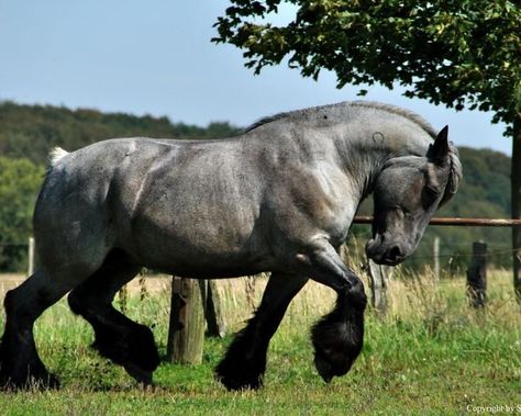 Belgian Draft Horse, Belgian Horse, Walking Horse, Draft Horse, Horse Inspiration, Big Horses, Appaloosa Horses, Custom Horse, Draft Horses