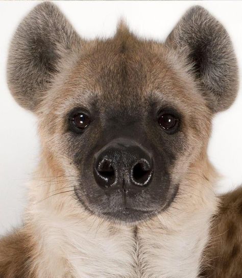 Spotted Hyena, Hyena, National Geographic, Just Go