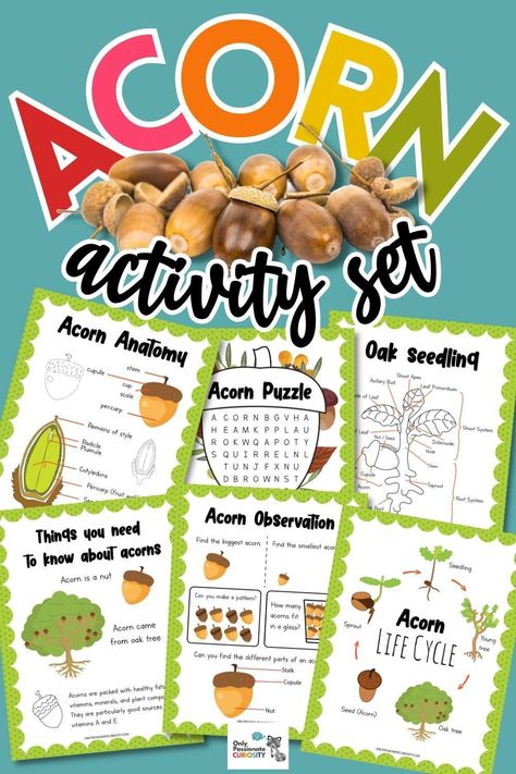 Now is a great time of year to teach your children about acorns with this Fall Acorn Activity Set! Not only will they enjoy learning about acorns, but you might want to use it as a way of getting them interested in doing nature journaling. You'll also find additional facts about acorns for an educational mini unit study. Acorn Experiments, Acorn Science Experiment, 5 Little Acorns, Leaf Anatomy Diagram, Acorn Homeschool, Acorn Unit Study, Acorn Counting Activity, Fall Acorns, Chemistry Experiments