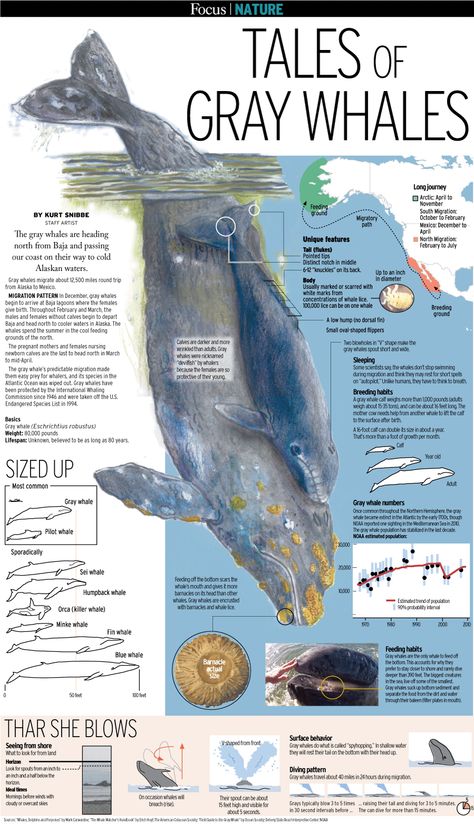 Whales - Gray whales Migrating - California - OCR - Curated: John McLaughlin, Master Day Trading Coach -  http://DayTradersWin.com - Day Trading Stocks, NEW School Whale Migration, Animal Infographic, Science Infographics, John Mclaughlin, Invest In Stocks, Scientific Poster, Trading Stocks, Zestaw Ikon, Gray Whale