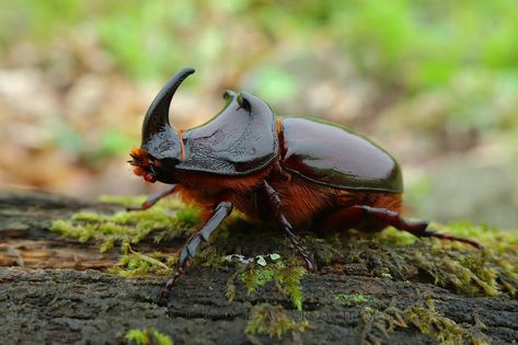 European rhinoceros beetle | Oryctes nasicornis IMG_3368w | Flickr Rhinoceros Beetle, Rhino Beetle, Cool Insects, Animal Reference, Animal References, Beautiful Bugs, Arthropods, Pretty Stuff, Beetles