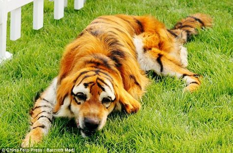 Meet the Tiger Dog: Chinese pet owners dye pets to look like wild animals in new craze Panda Chow Chow, Dyed Dogs, Dog Hair Dye, Dog Dye, Panda Dog, Creative Grooming, Pet Halloween Costumes, Dog Stories, Halloween Animals