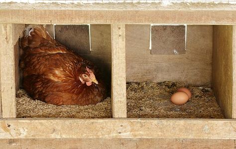 If you want your hens to lay eggs in the right place, the most basic requirement is a nest they’ll like over all others. But hens have some odd views on what they prefer. Words: Sue Clarke What does a hen look for in a nest? Its height from the ground? Whether it’s safe from … Chicken Nest Boxes, Nesting Box Plans, Meal Worms Raising, Chicken Farming House, Farming House, Chicken Nest, Cheap Chicken Coops, Chickens For Beginners, Hatching Chickens