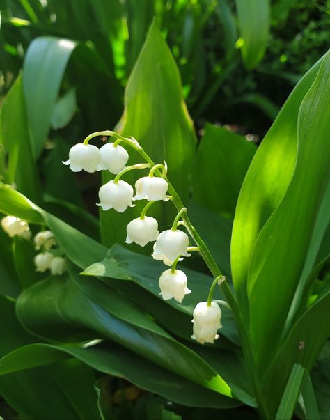 Home / Twitter Growing Lilies, Lily Of The Valley Flowers, Valley Flowers, Plant Tree, White Gardens, Alam Yang Indah, Exotic Flowers, Flowers Nature, Lily Of The Valley