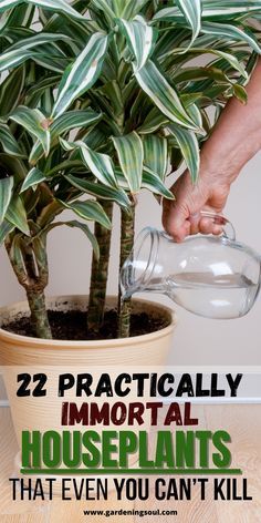 Indoor plants can completely change your house's decor. Check out this list for the most beautiful ones that need little care! Easy Indoor Plants For Beginners, Easy Care Houseplants, Household Plants, Indoor Plant Care, Inside Plants, Growing Plants Indoors, Best Indoor Plants, Indoor Gardens, Low Maintenance Plants