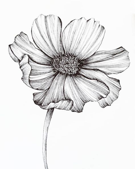 Finished this detailed illustration of cosmos 🌼 . . 📣Swipe for closer look. . . #floralsyourway #FLORALSYOURWAY #cosmos #cosmosflower… | Instagram Cosmo Drawing, Cosmos Drawing Flower, Cosmos Drawing, Cosmos Flower Drawing Simple, Cosmos Flowers Drawing, Cosmos Line Drawing, Cosmo Drawing Flower, Flower Sketch, Cosmos Flower Line Drawing