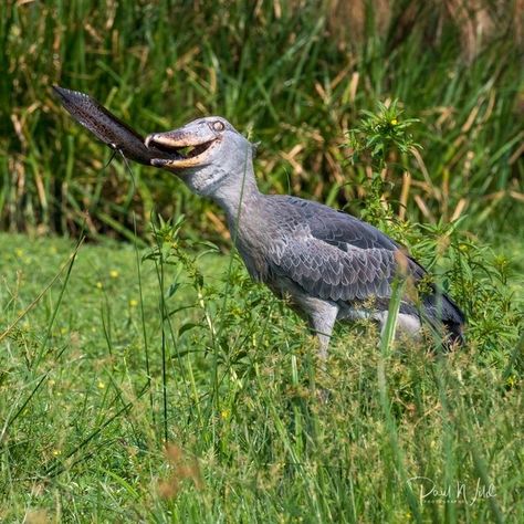 Paul Wild on Instagram: "Nice Catch⁠ ⁠ We watched this guy for some time, it honed in on something, caught it and eventually devoured it.⁠ Here we have the start of the kill and swallow.⁠ ⁠ The shoebill (Balaeniceps rex) also known as whale head, whale-headed stork, or shoe-billed stork, is a very large stork-like bird. It derives its name from its enormous shoe-shaped bill. It has a somewhat stork-like overall form and has previously been classified with the storks in the order Ciconiiformes ba Shoe Billed Stork, Balaeniceps Rex, Shoebill Stork, Safari Photography, We Watch, Endangered Species, East Africa, This Guy, The Start