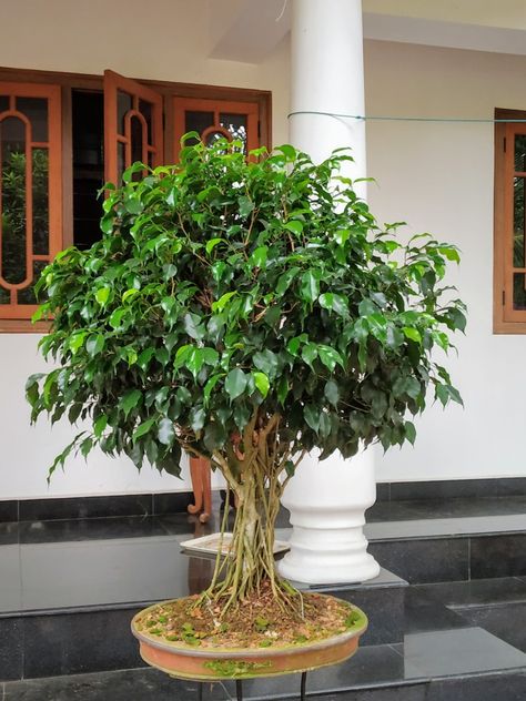 Ficus Benjamina Bonsai, Ficus Benjamina Indoor, Ficus Bonsai Tree, Ficus Plant, Ficus Bonsai, Bonsai Ficus, Jade Bonsai, Bonsai Tree Types, Ficus Benjamina