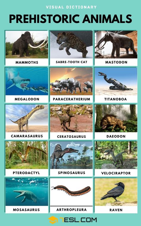 Prehistoric Animals Prehistoric Animals Art, Prehistoric Birds, Rarest Animals, Animals List, Useful Facts, Animals Name In English, Animal Infographic, Prehistoric Animals Dinosaurs, Carnivorous Animals