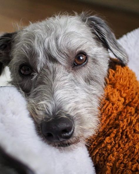 Grey the Bedlington Whippet on Instagram: "Just recharging the crazy tank. Happy Saturday friends🧡 #recharging #crazy #tank #cutedog #dogoftheday #mydogisthecutest #beddlingtonwhippet #whippetlove #beddywhippet #greybear #doglife #floof #floofydog #lurcherlife #dogsofinstagram #somethingaboutgrey" Bedlington Whippet, Weird Tanks, Animal Captions, Happy Saturday Friends, Dream Dog, Loyal Friends, Irish Wolfhound, Animal Companions, Terrier Dog