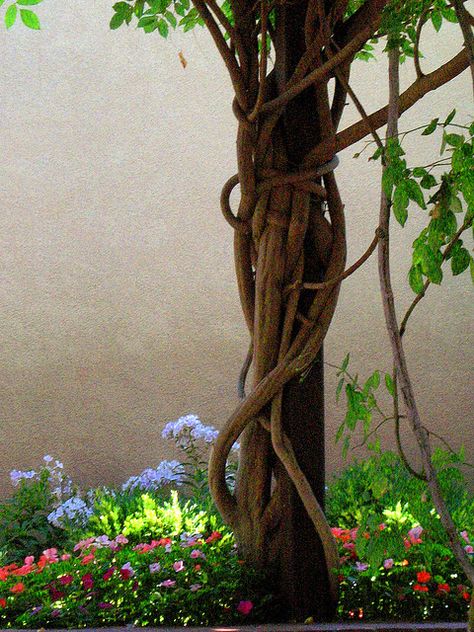 wisteria branches | Wisteria Branches and Summer Blooms Library Forest, Wisteria Branch, Fake Trees, Mediterranean Garden, Flower Branch, Rio Grande, Wisteria, The Mediterranean, Beautiful Tattoos