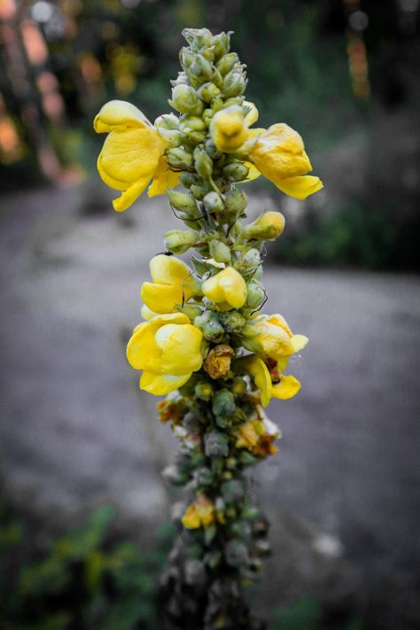 Benefits Of Mullein, Herbal Witchcraft, Mullein Tea, Herbal Witch, Herbal Tea Garden, Eclectic Witchcraft, The Respiratory System, North Idaho, Oregano Leaves