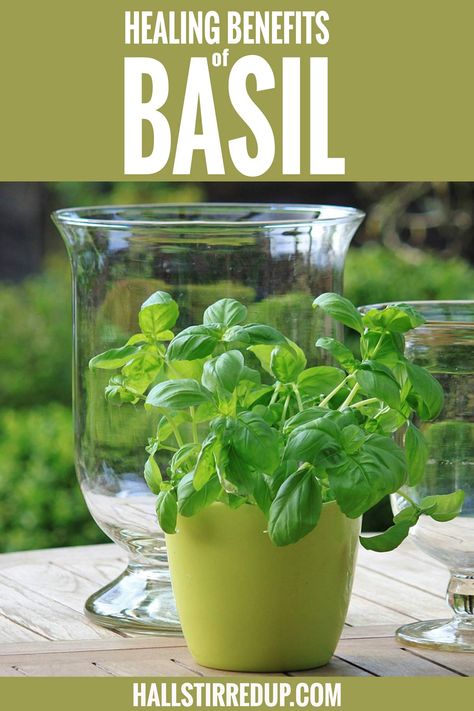 Basil Tincture Benefits, Basil Water Benefits, Basil Plant Indoors, Health Benefits Of Basil, Holy Basil Benefits, Using Basil, Natural Medicine Recipes, Benefits Of Basil, Basil Water