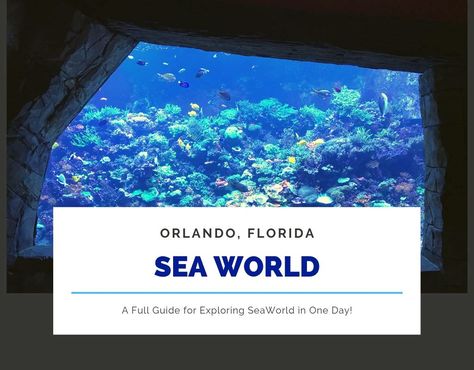 Exploring Seaworld Orlando with kids - Pack More Into Life Orlando With Kids, Florida With Kids, Sea Life Animals, Seaworld Orlando, Packing Kids, Helicopter Ride, Splash Pad, Visit Florida, Sea World