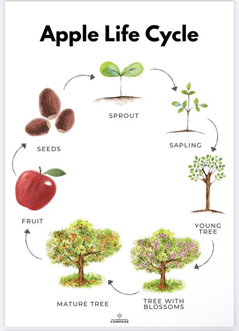 Apples Unit Kindergarten, Apple Tree Life Cycle, Apple Study, Parts Of An Apple, Apple Unit Study, Apple Kindergarten, Kids Stem Activities, Apple Life Cycle, Apple Lessons