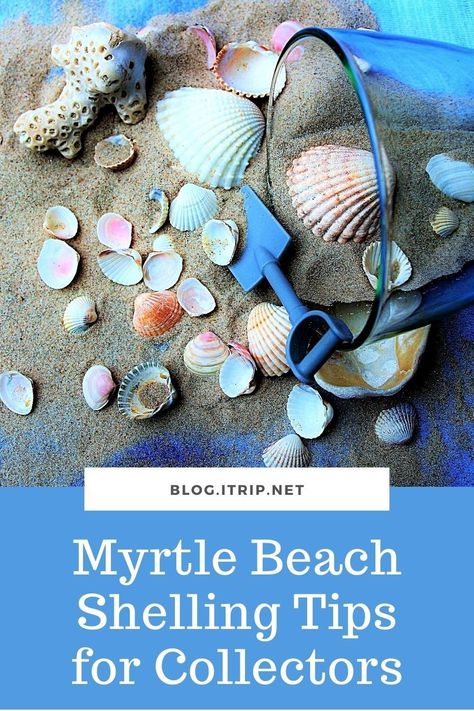 Shelling In Myrtle Beach, Myrtle Beach Shelling, South Carolina Shells, Outfits For Myrtle Beach, Myrtle Beach Outfits, Best Shelling Beaches, Myrtle Beach Trip, Beach 2024, Beach Tips