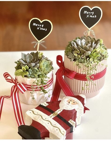 Holiday Succulent Ideas, Christmas Cactus Gift Ideas, Plants As Christmas Gifts, Holiday Succulent Arrangements, Christmas Plants Indoor, Christmas Succulent Ideas, Christmas Cactus Gift, Christmas Prizes, Planted Containers