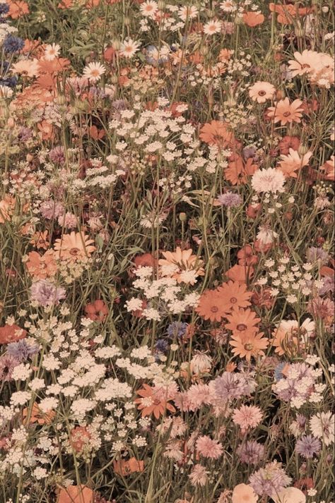 Fall Wildflowers Wallpaper, Floral Aethstetic, Boho Flower Aesthetic, Floral Asthetic Picture, Wet Flowers Wallpaper Aesthetic, Wild Flowers Aesthetic Wallpaper, Vintage Wildflower Aesthetic, Cottagecore Phone Background, Floral Asethic