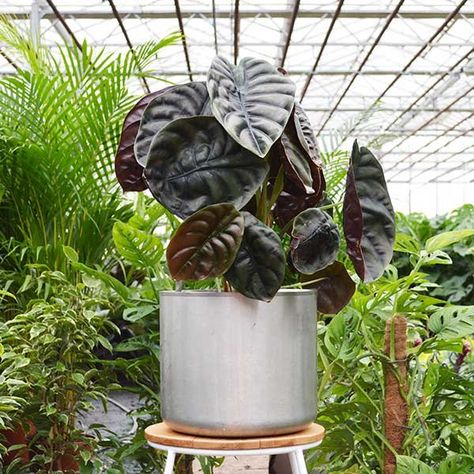 Jewel Alocasia, Alocasia Cuprea, Get Rid Of Spiders, Pot Wall, Household Plants, Root Rot, Spider Mites, Mother Plant, Water Lighting