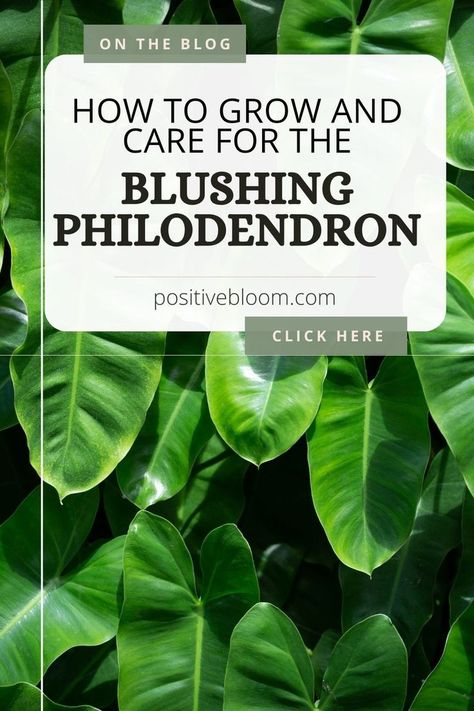 Here’s all you need to know about Blushing philodendron. Learn its care requirements, propagation methods, and some common problems with solutions. Blushing Philodendron Care, Blushing Philodendron, Propagation Methods, Philodendron Care, Peperomia Plant, Alocasia Plant, Calathea Plant, Philodendron Plant, Pothos Plant